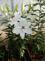 [4273 Magriet Slijkerman Mak No201.JPG]